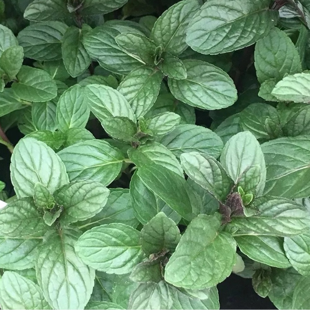 Live Chocolate Mint - Scented Mint Herb Live Plant Starter Rooted Garden Herb